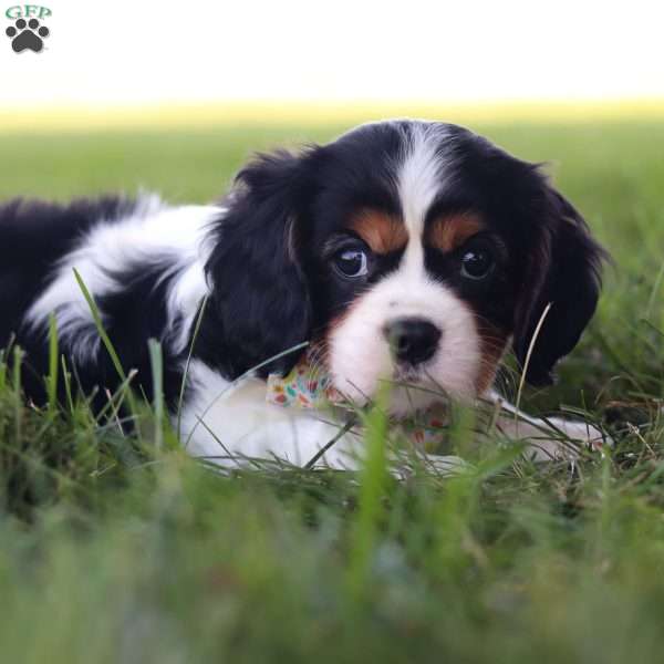 Titan, Cavalier King Charles Spaniel Puppy